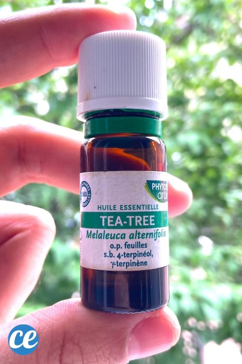 L'huile essentielle d'arbre à thé pour fabriquer un spray répulsif anti-moustique naturel.