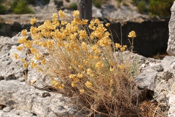 fleurs d'immortelles jaunes sur une falaise