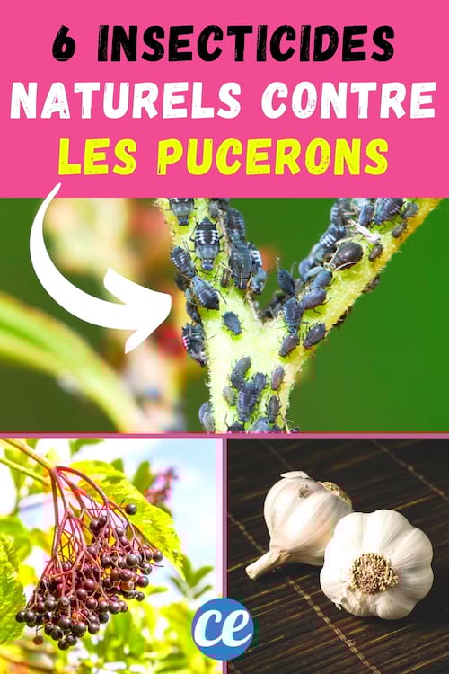 Insecticide Naturel : 6 Recettes Faciles Pour Vous Débarrasser des Pucerons.