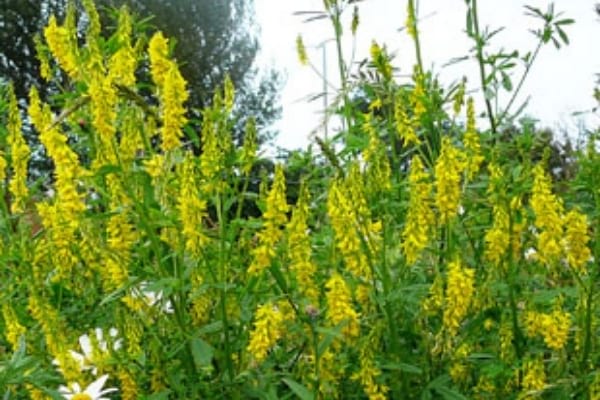 haute fleur jaune de mélilot comme engrais vert du potager