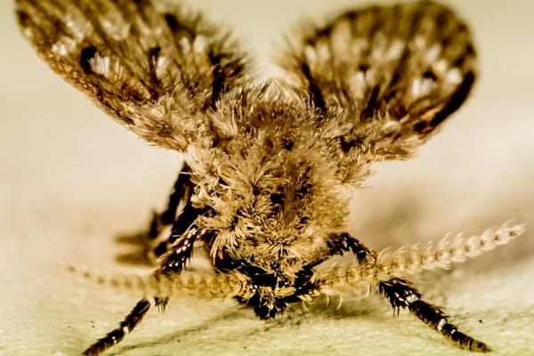Une mouche à égout