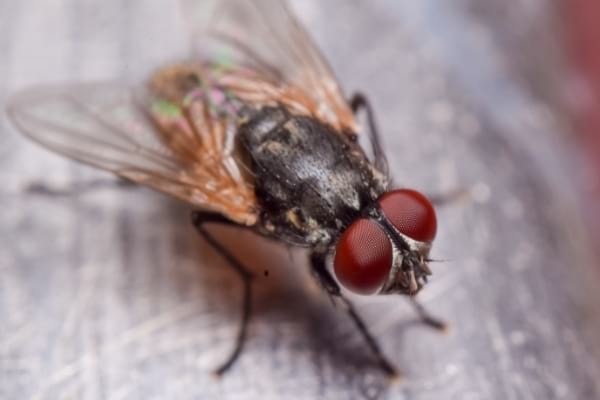 Une mouche domestique posée