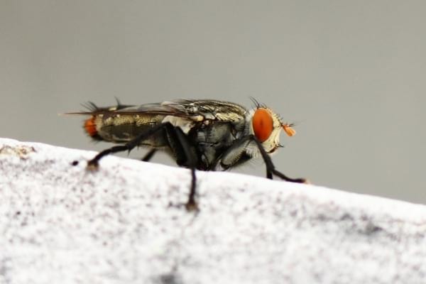 Une mouche du grenier posée