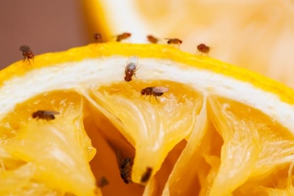 Des mouches à fruits posées sur un fruit pourrie