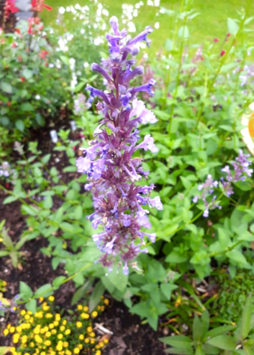Comment repousser les moustiques dans la maison ? Avec de la Nepeta parnassica.