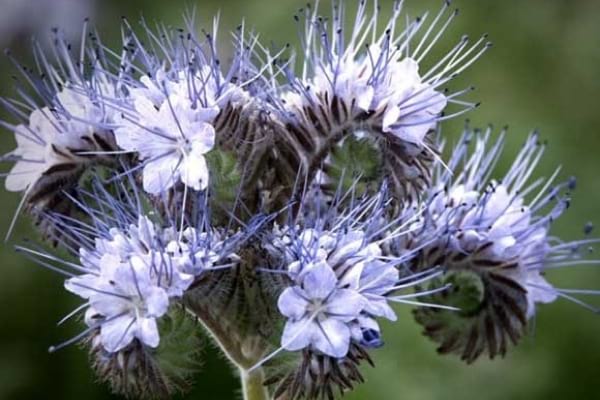 fleur bleue de phalécie bénéfique pour le jardin