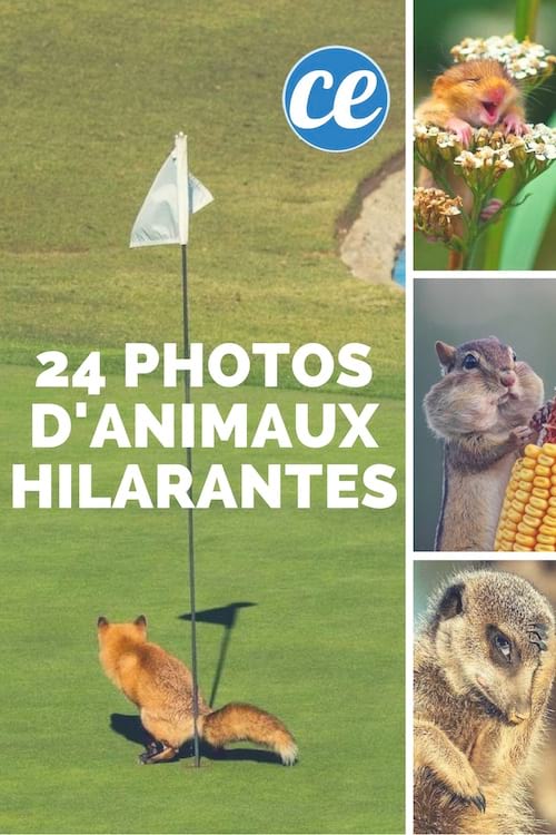 Découvrez les photos d'animaux domestiques les plus drôles de 2021 !