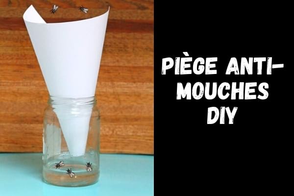 Un piège à mouche avec du sucre pour tuer les mouches dehors