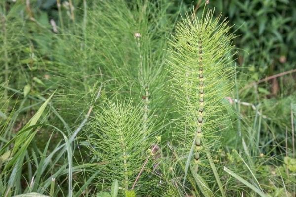 purin de prêle pour lutter contre les parasites