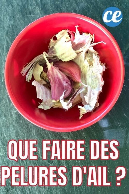 des pelures d'ail dans un bol rouge pour être utilisés dans le jardin