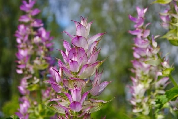 fleurs de sauges sclarée