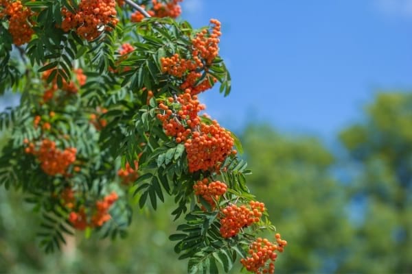 sorbier avec sed fruits oranges