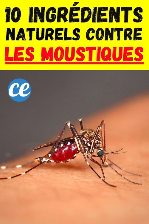 Moustiques : 10 Trucs Naturels Qui Marchent Pour les Faire Fuir.