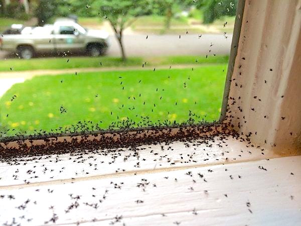 Invasion de Moucherons au  Plafond  Comment S en 