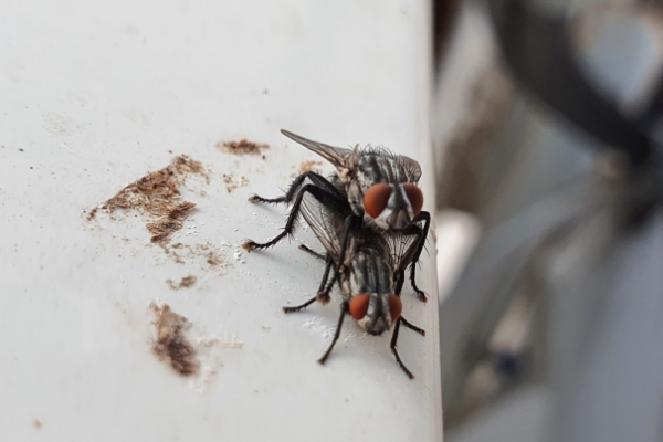 Où trouver un nid de mouches ?