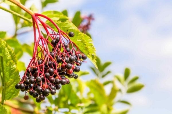 grappe de sureau noir pour lutter contre les insectes