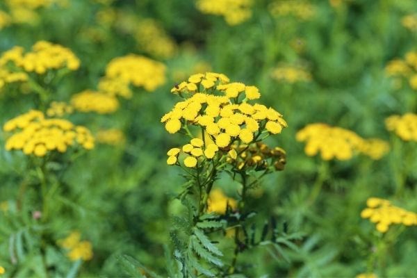 tanaisie contre le mildiou