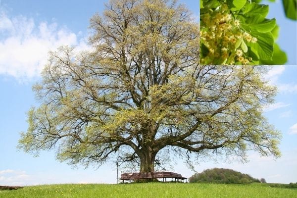 très gros tilleul dans un champ, arbre à croissance rapide