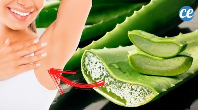 De l'aloe vera sous les aisselles pour vaincre la transpiration excessive