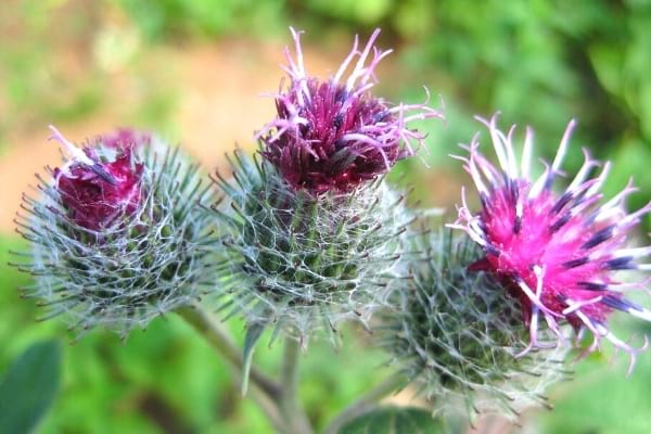 mauvaise herbe adventice