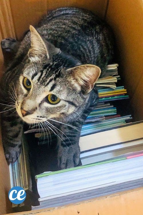 Un chat dans un carton de livres