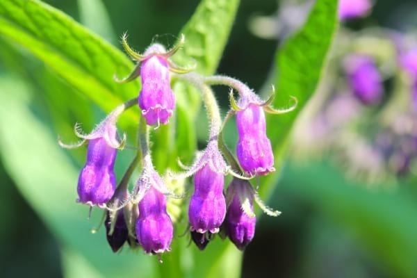 mauvaise herbe à fleur violette