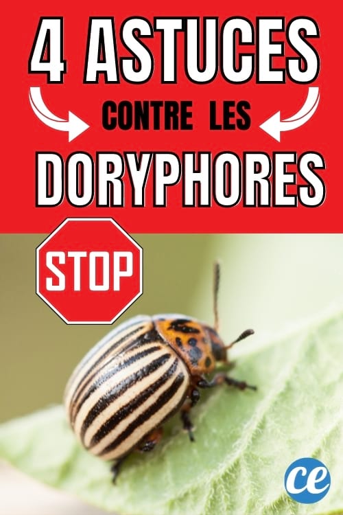 gros doryphore sur une feuille de pomme de terre