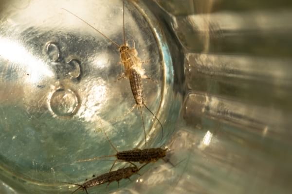 Lépisme dans un verre qui sert de piège