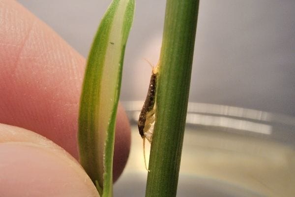 Un poisson d'argent sur une tige de fleur près d'un doigt