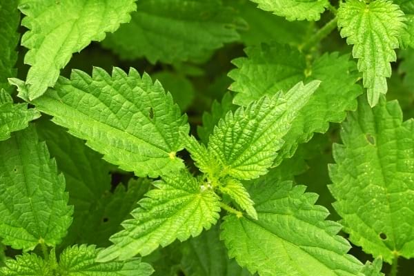 que faire avec des orties