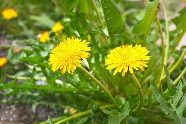 que faire avec des pissenlits