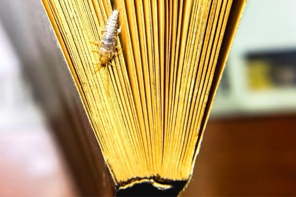 Un poisson d'argent lépisme sur un vieux livre humide