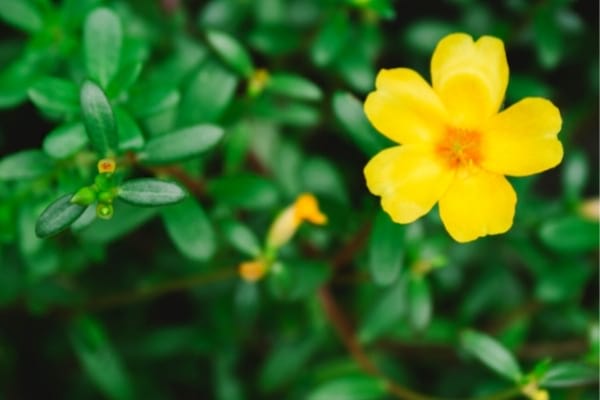 pourpier utilisations