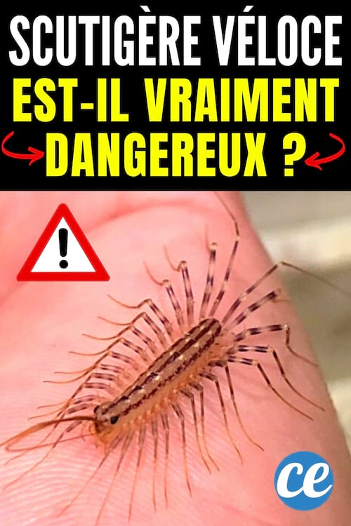 Est-ce que les scutigères véloces sont dangereuses ou pas ?