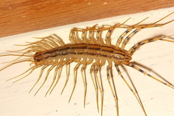 Un gros scutigère véloce déjà dans la maison