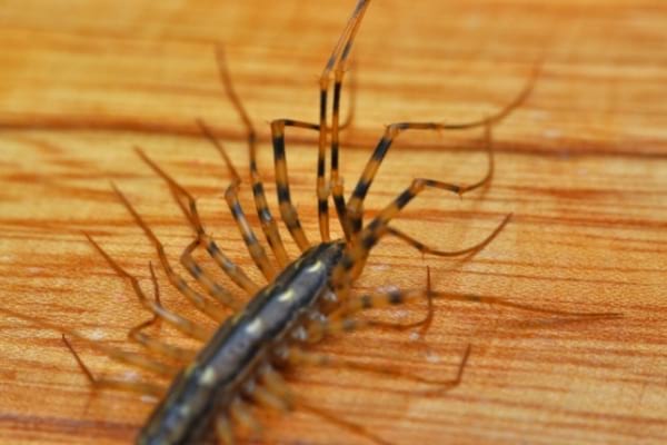 Un scutigère véloce sur le bois qui est en train de rentrer dans la maison