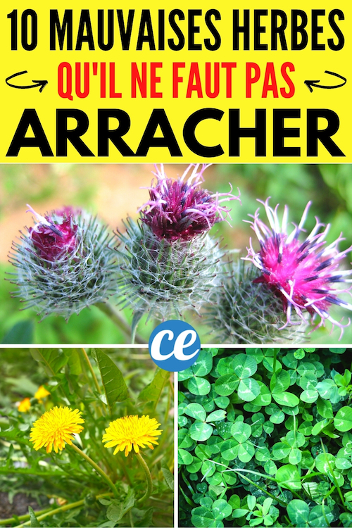 Mauvaises Herbes : 10 Espèces à Ne Surtout Pas Arracher de Son Jardin.