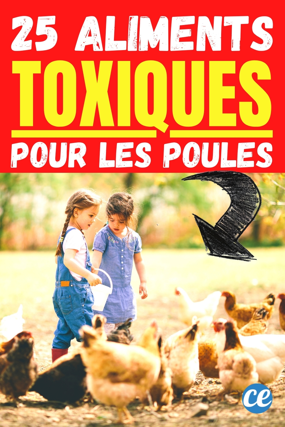 Poules 25 Aliments Interdits à Ne Jamais Leur Donner.