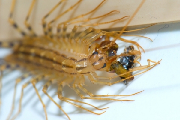 Scutigère véloce : est-il dangereux et que faire si on en voit à la ...