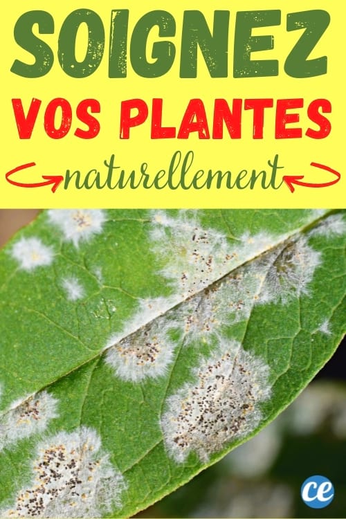 feuille d'arbre blanche malade avec traitement naturel