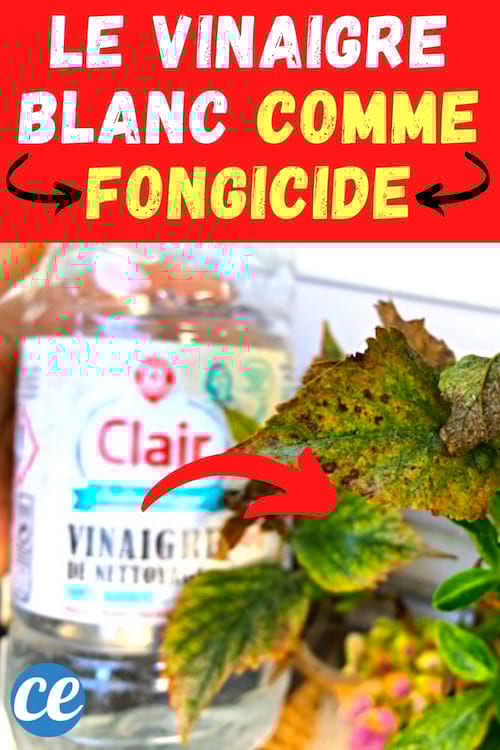Comment utiliser le vinaigre blanc comme fongicide naturel