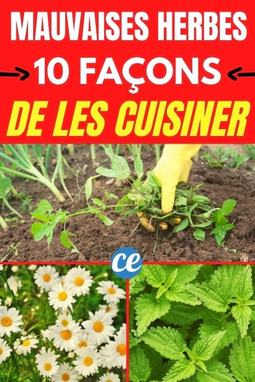 recette pour manger les mauvaises herbes