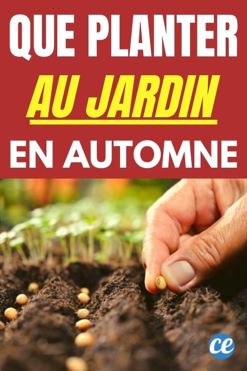 11 plantes à planter au potager en octobre