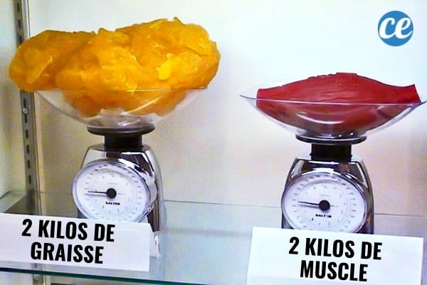 Deux kilogrammes de graisse sur une balance comparé à deux kilogrammes de muscle sur une balance