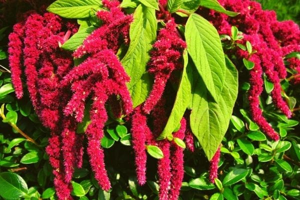 fleurs d'amarante pourpre