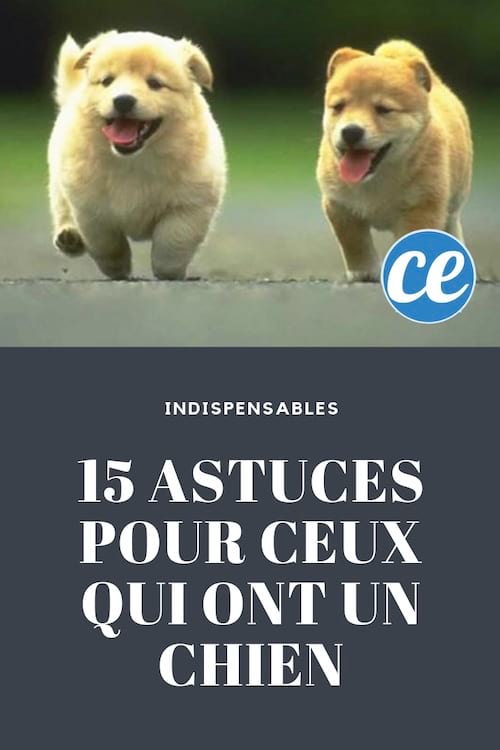 15 astuces faciles pour prendre soin et s'occuper d'un chien