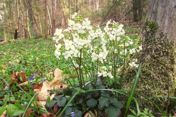 fleur blanche de cardamine