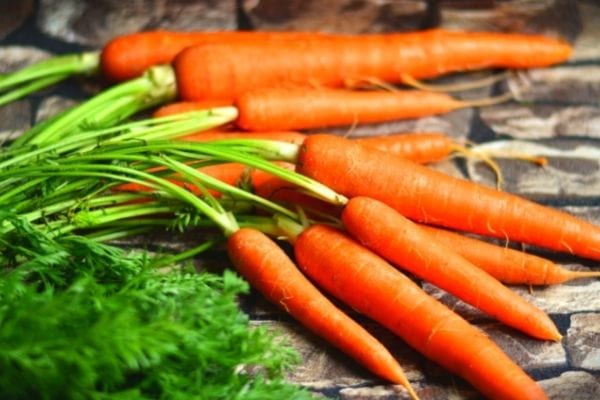 carotte à planter à l'automne