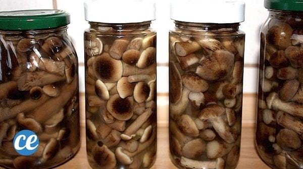 des bocaux de champignons à l'huile ou au vinaigre