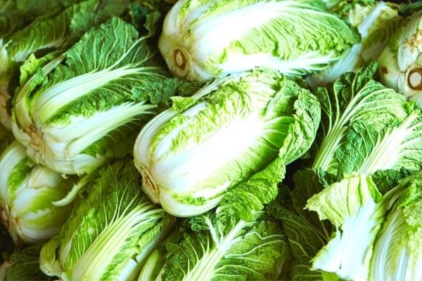 chou chinois planté en automne